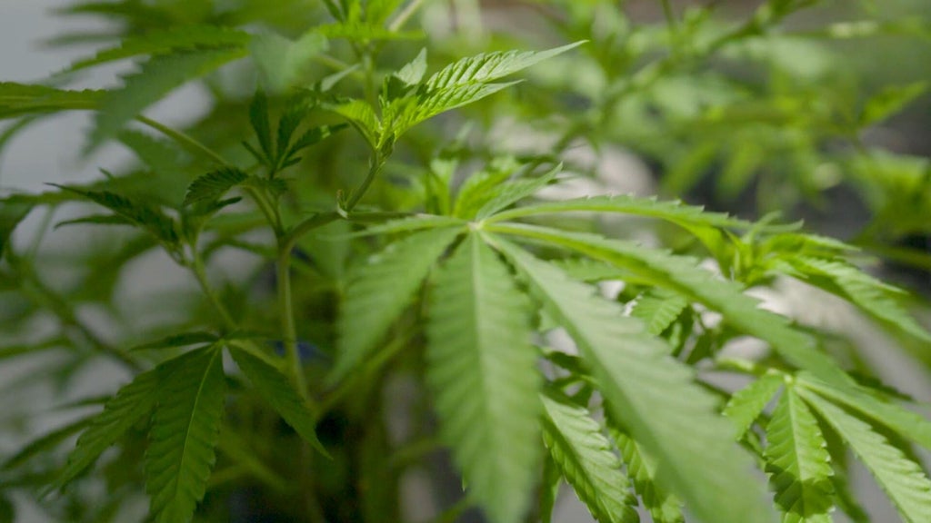 2 Pennsylvania gas stations busted for selling illegal THC and marijuana products, AG says — Mount Lebanon Business news